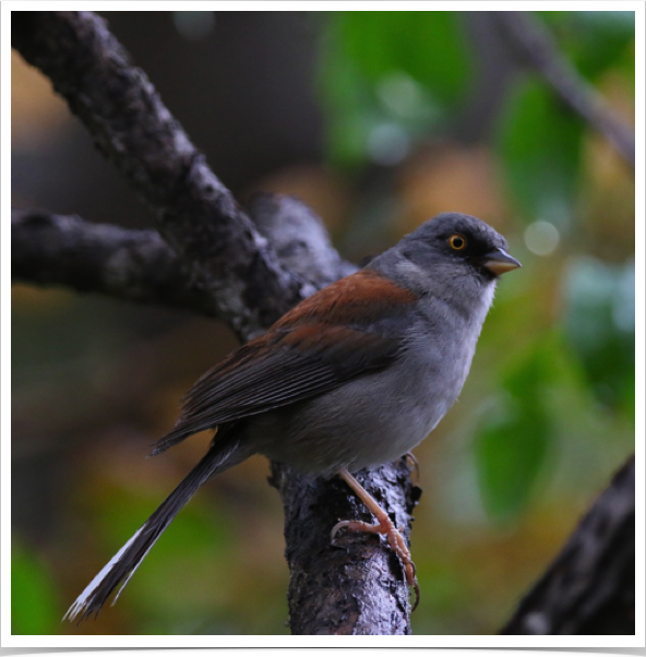 Yellow-eyed Junco